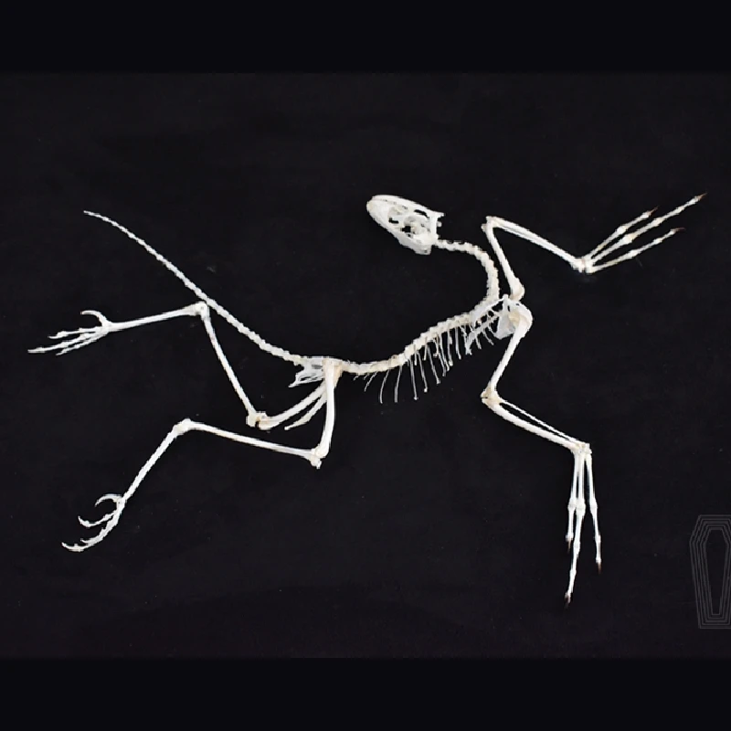 Fossil Replica Display - ของตกแต่งผนังรูปฟอสซิลอาร์คิโอเพอทริกซ์ 2120 ชิ้น งานฝีมือเรซิ่นจำลองกระดูก สไตล์โกธิค สตีมพังก์