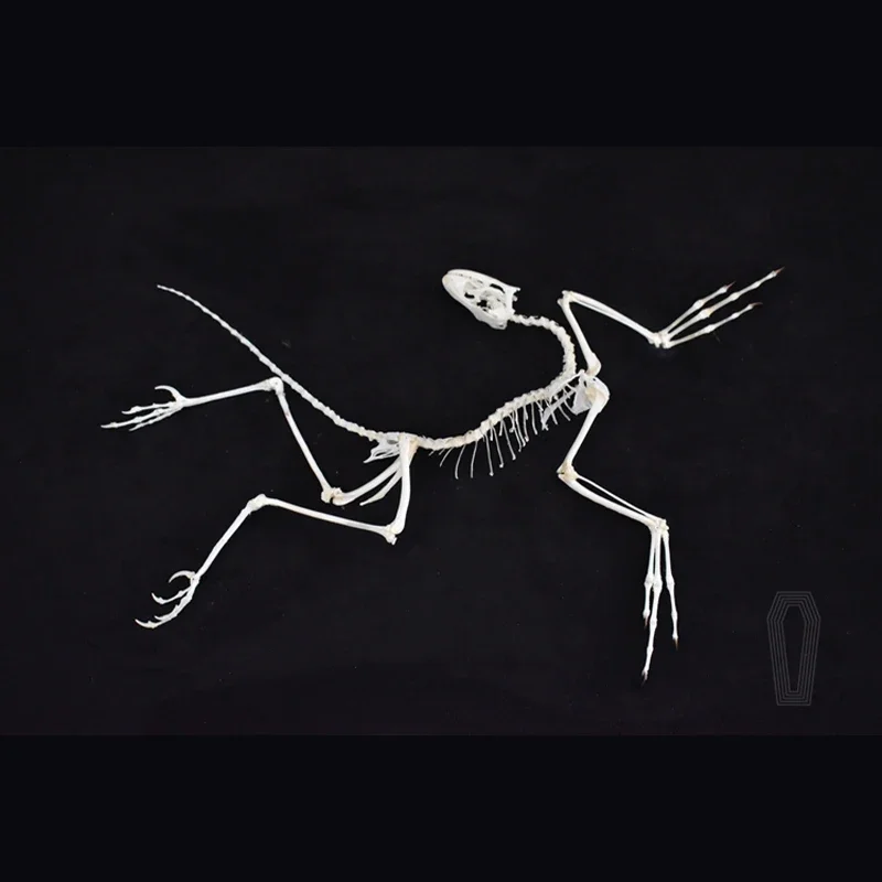 ของตกแต่งผนังรูปฟอสซิลอาร์คิโอ - Fossil Replica Display บทวิจารณ์และราคา